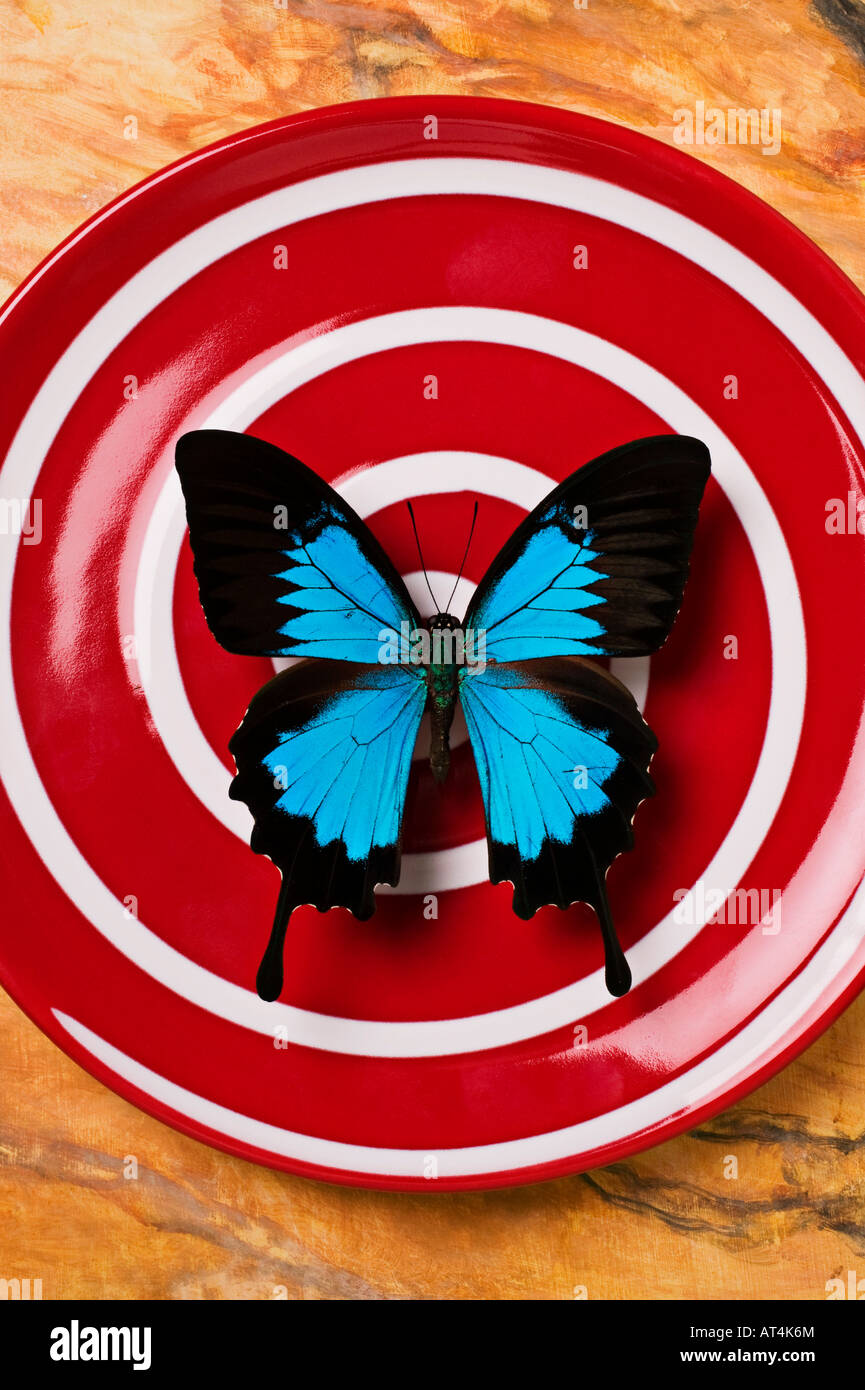 Blauer Schmetterling auf rotem Teller Stockfoto