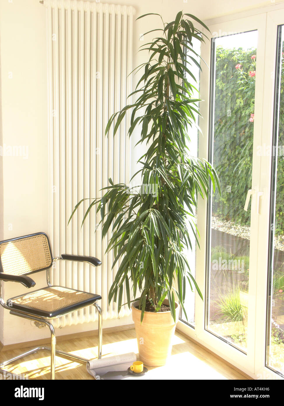 Longleaved Feigen (Ficus Binnendijkii Alii, Ficus Binnendykii Alii, Ficus Alii), Topfpflanze in einer Wohnung Stockfoto