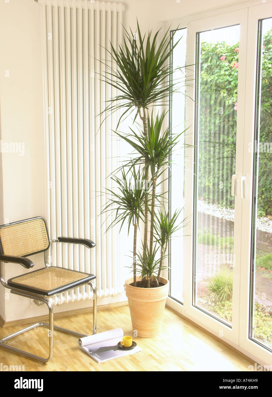 Drachenbaum (Dracaena Marginata), eingemachte Anlage in einer Wohnung  Stockfotografie - Alamy