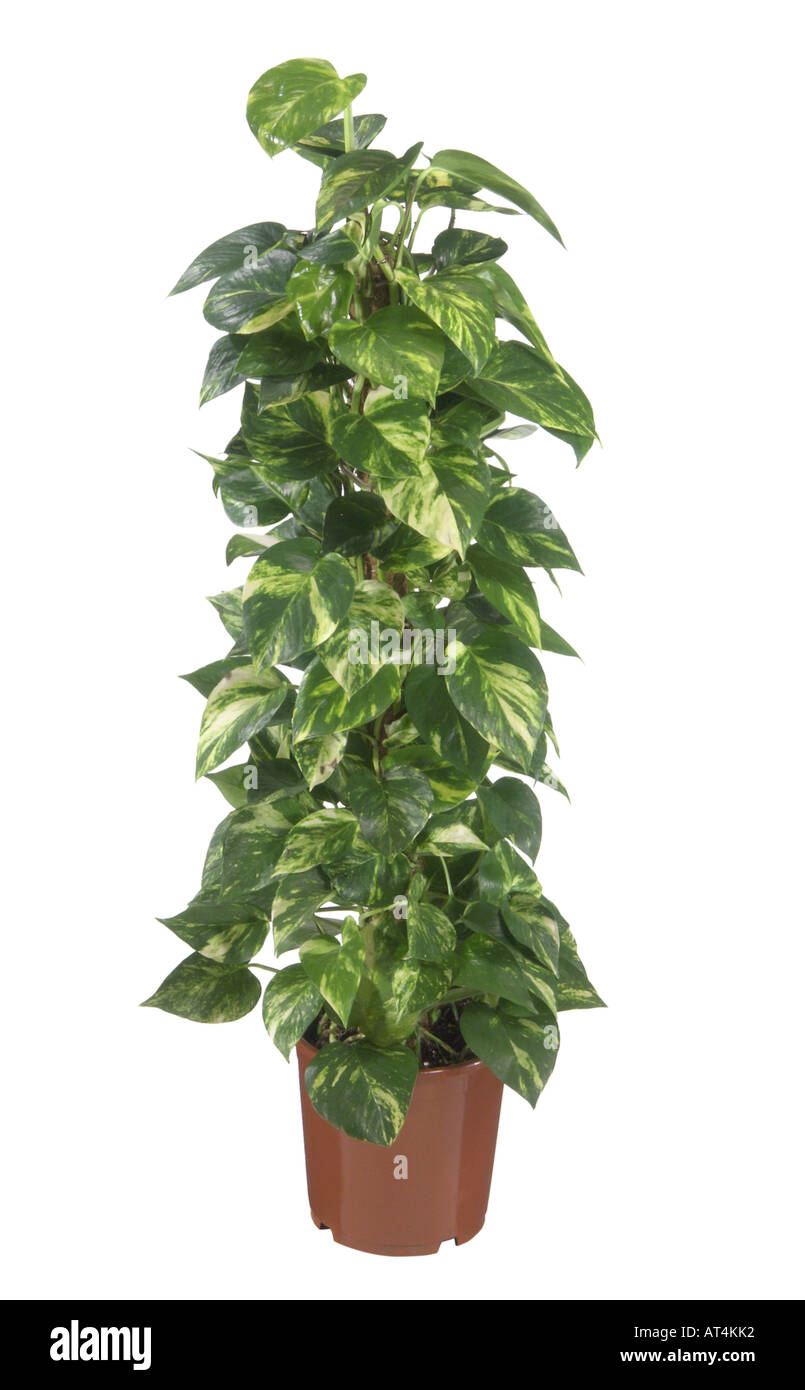 Tausendfler Tongavine (Efeutute Pinnatum Aureum, Efeutute Aureum,  Rhaphidophora Aurea, Scindapsus Aureus), Topfpflanze Stockfotografie - Alamy