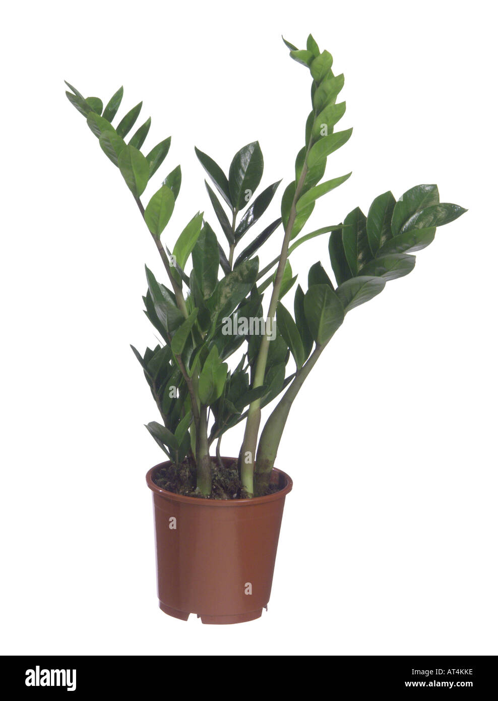 Aroid Palm, Farn Palm, saftigen Philodendron, Golden Tree, Sansibar Gem  (Zamioculcas Zamiifolia), Bltenstand von eingemachten pl Stockfotografie -  Alamy