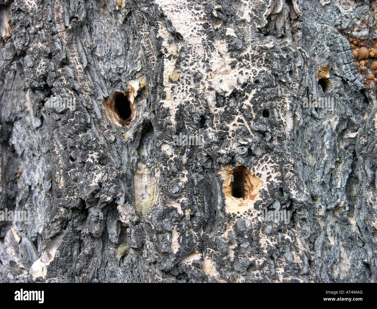 Mountain Pine Beetle Schaden Stockfoto