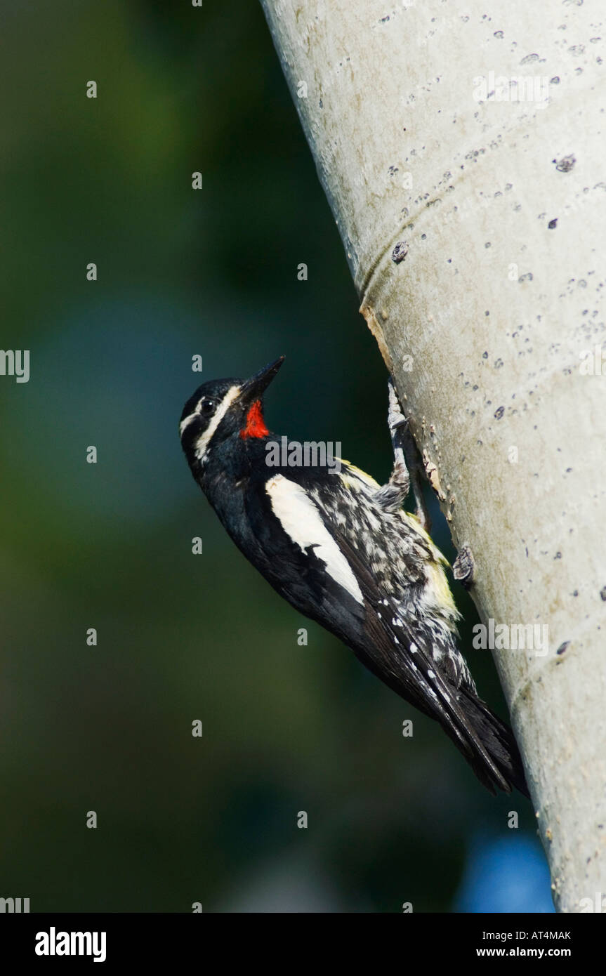 Williamsons im Sphyrapicus Thyroideus Männchen bei Verschachtelung Hohlraum im Espenbaum Colorado Rocky Mountain Nationalpark Stockfoto