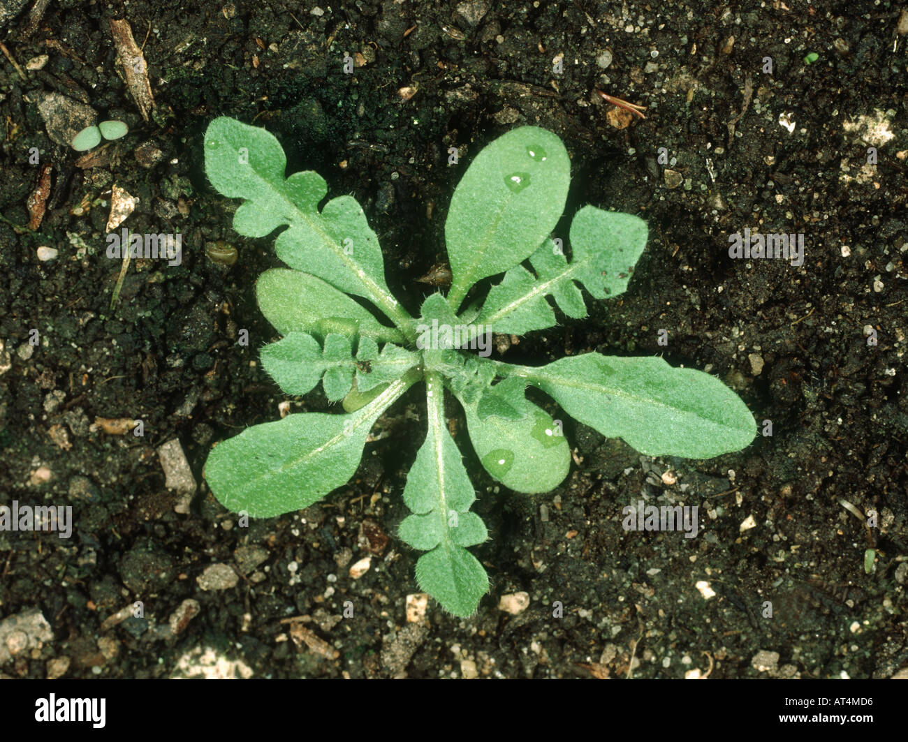 Schäfer s Geldbörse Capsella Bursa Pastoris Jungpflanze rosette Stockfoto