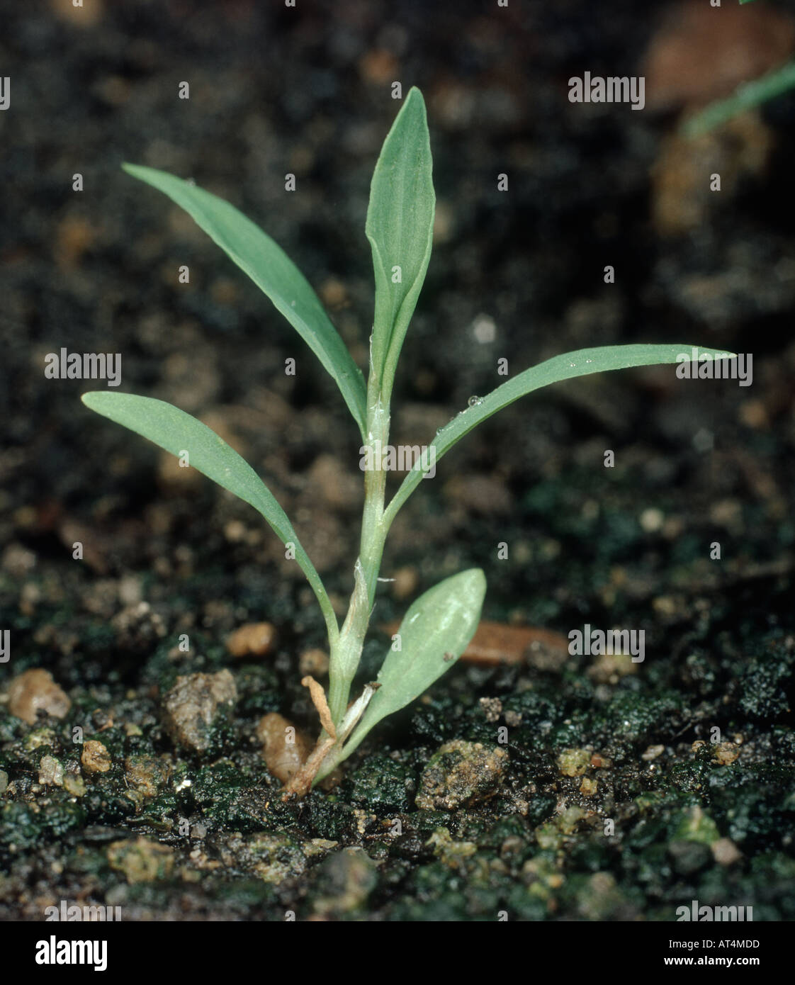 Knotgrass Polygonum Aviculare junge Pflanze Stockfoto