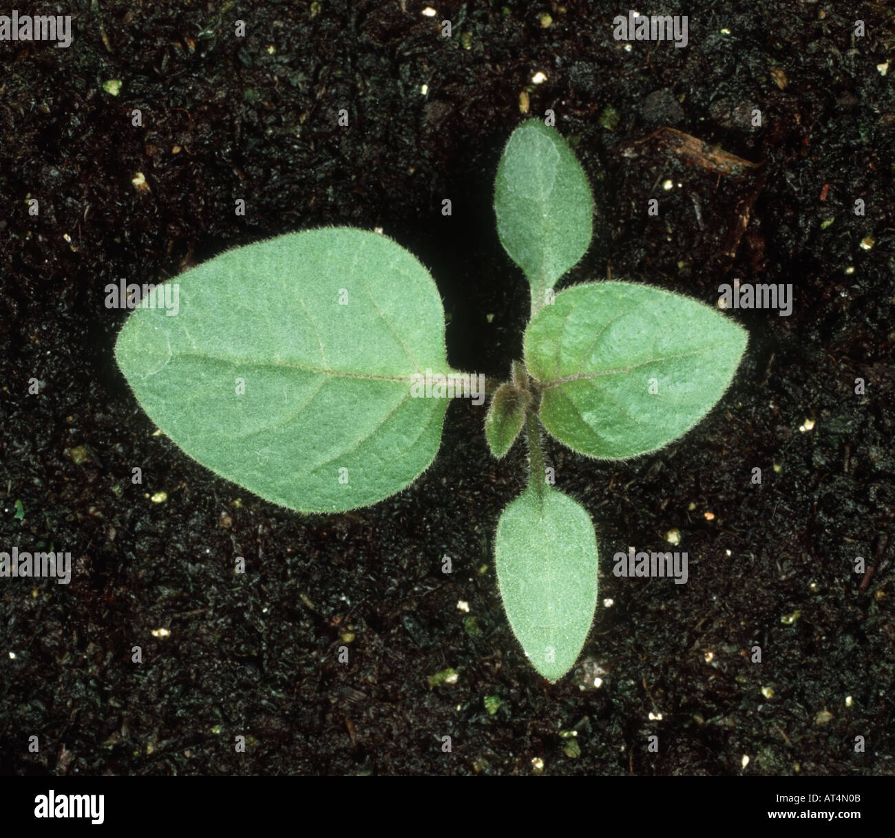 Schwarzer Nachtschatten Solanum Nigrum Keimling mit zwei Laubblätter Stockfoto