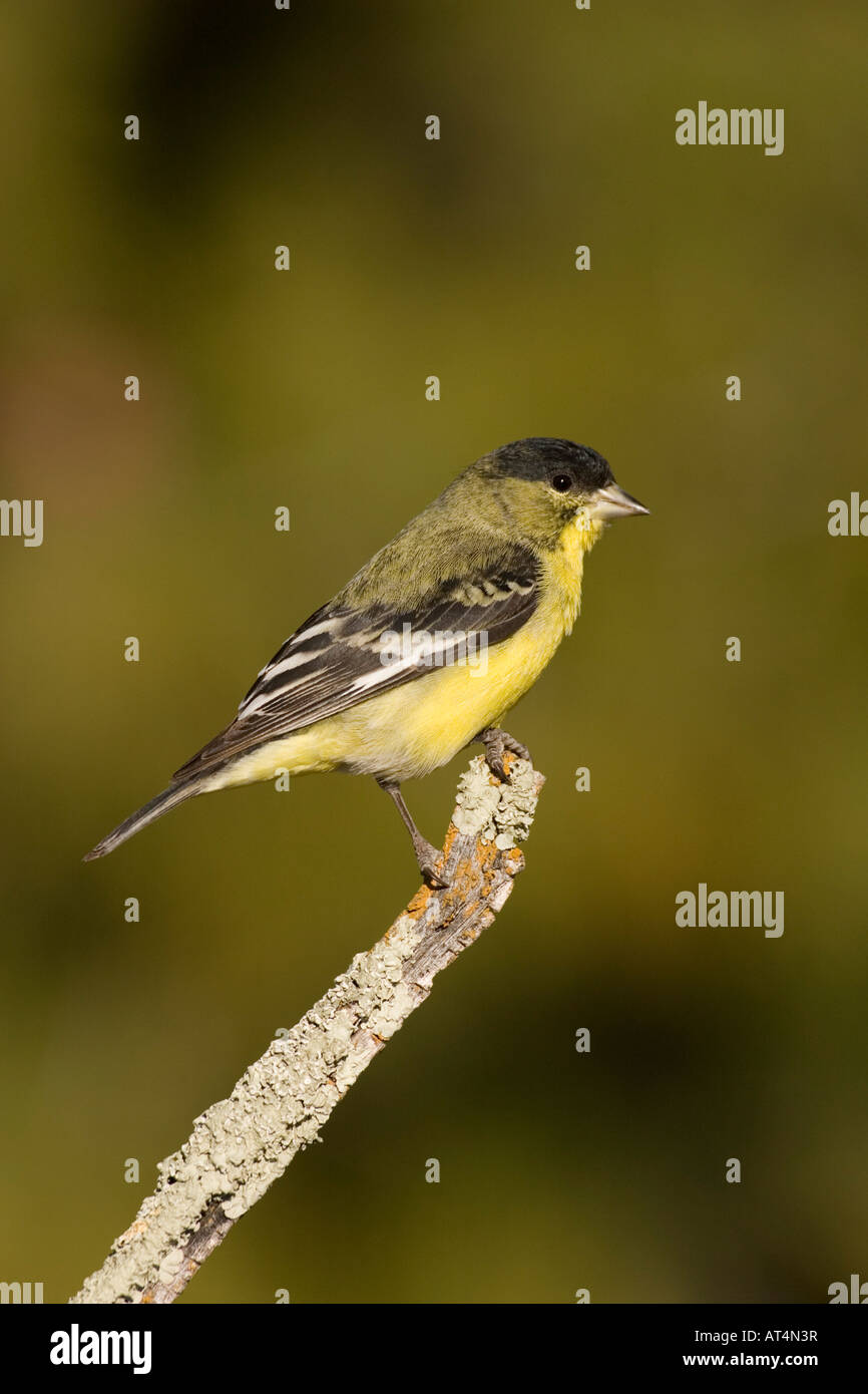 Geringerem Stieglitz männlich, Zuchtjahr Psaltria, thront auf Flechten bedeckt Zweig. Stockfoto