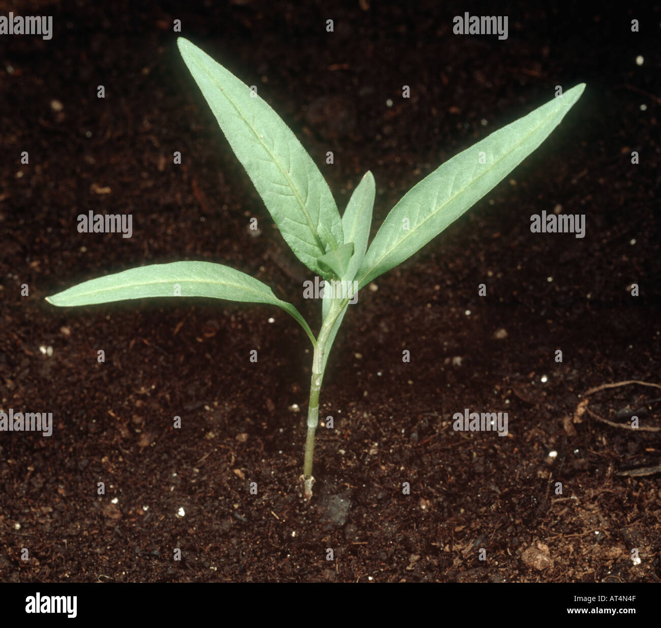Blass, Persicaria lapathifolia Persicaria, junge landwirtschaftlicher Unkraut Anlage Stockfoto