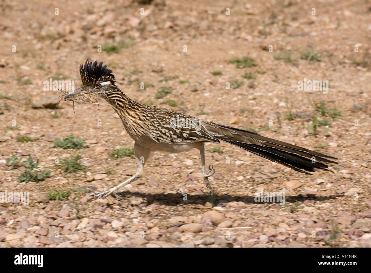 Größere Roadrunner, Geococcyx Californianus, mit Verschachtelung Material. Stockfoto