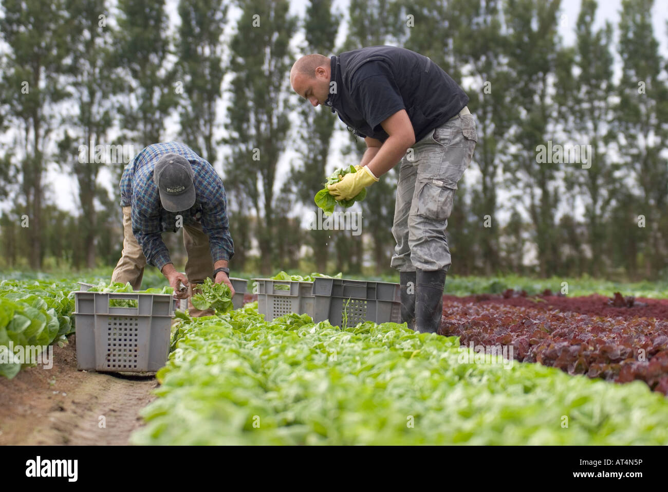 Polnische Saisonarbeiter, die Ernte von Salat, Jersey, Kanalinseln Stockfoto