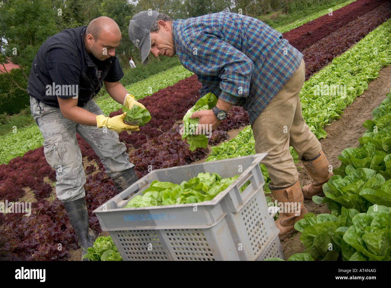 Polnische Saisonarbeiter, die Ernte von Salat, Jersey, Kanalinseln Stockfoto