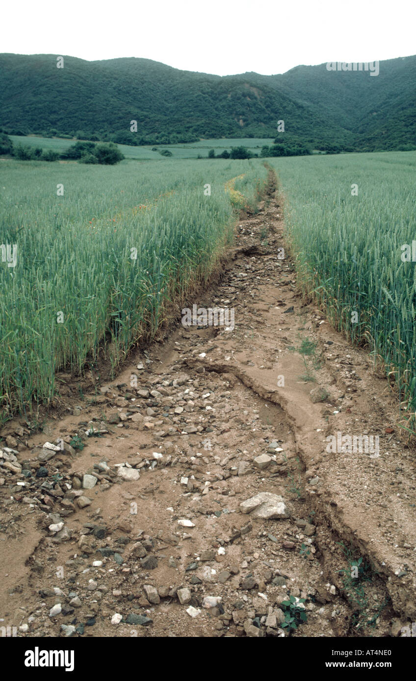 Ernsthafte Rill Bodenerosion verursacht durch starken Regen läuft durch eine Weizenernte im Ohr Griechenland Stockfoto