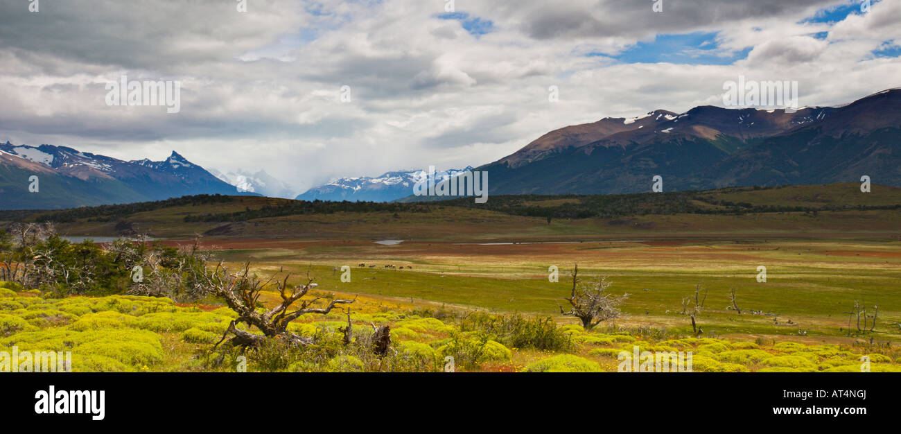 Sommerwiesen in der Nähe von Nationalpark Los Tundrazone, Argentinien Stockfoto