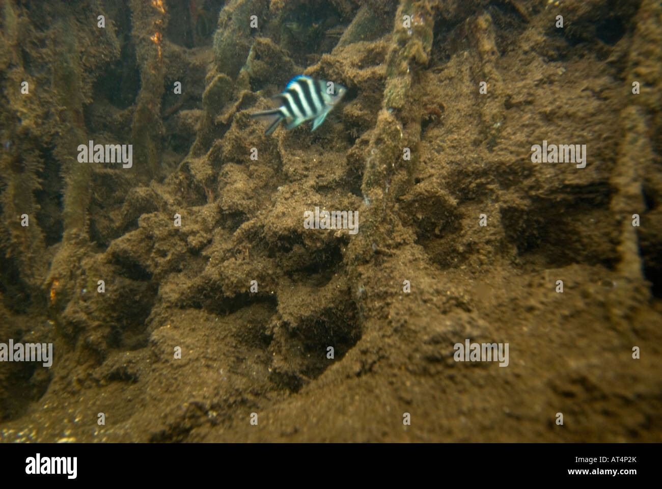 Tauchen in den Mangroven Unterwasser unter Wasser Feuchtgebiete Mangroven Trail Samoa Upolu Südküste in der Nähe von SAANAPU Saanapu-Sataoa Mang Stockfoto