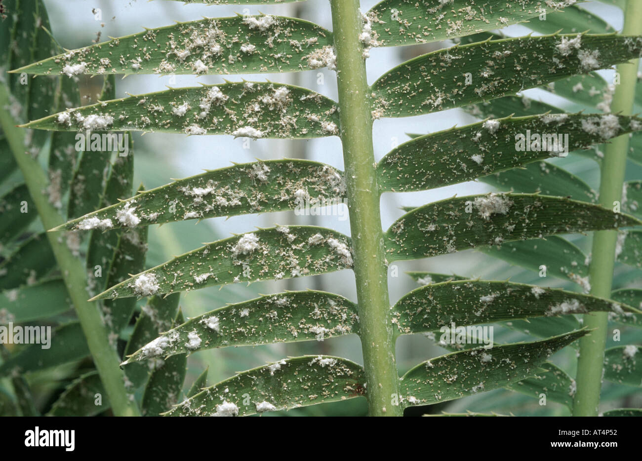Lange tailed Schmierlaus Pseudococcus Longispinus Befall auf Gewächshaus ornamentale Palme Stockfoto