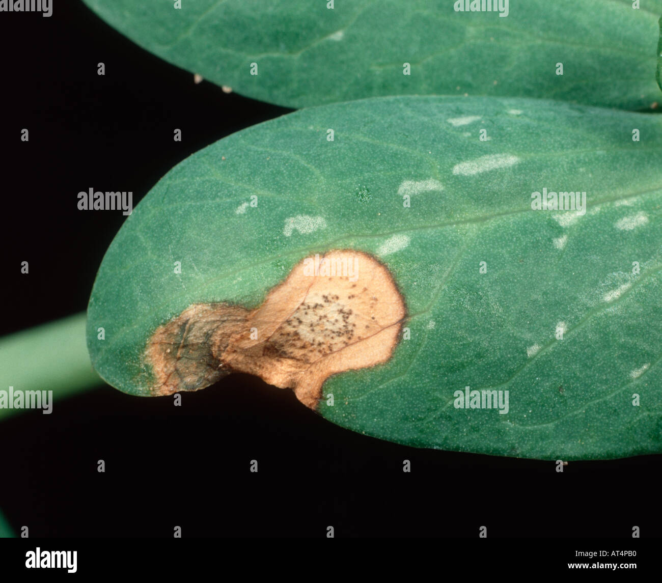 Blatt-Läsion des Ascochyta Blattflecken Ascochyta Pisi mit Pyknidien auf Pea leaf Stockfoto