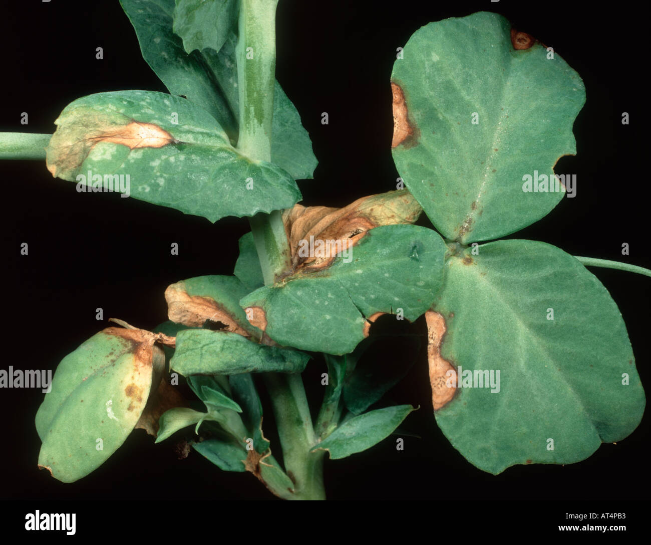 Blatt-Läsionen von Ascochyta Blattflecken Ascochyta Pisi mit Pyknidien auf Pea leaf Stockfoto