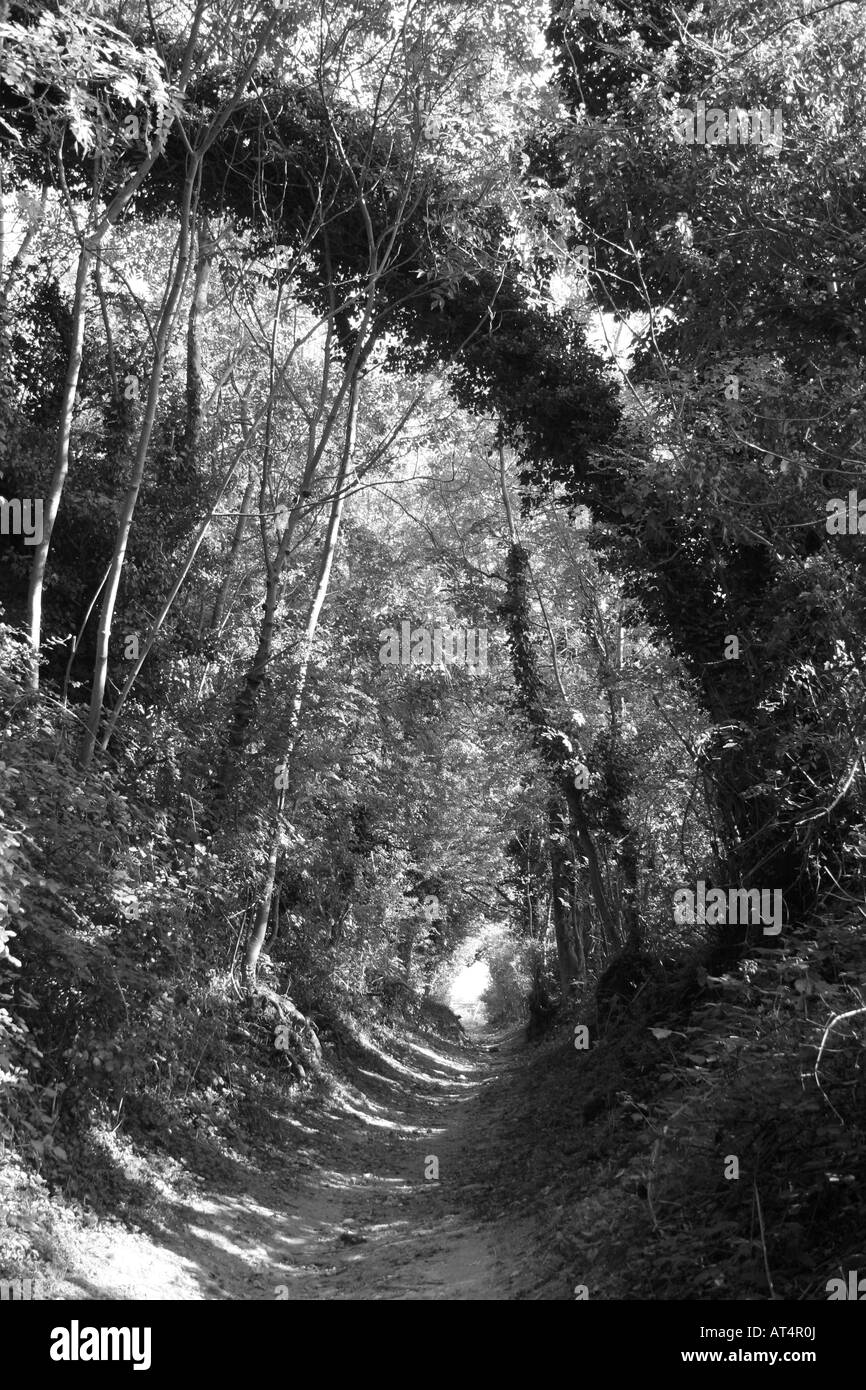 Weg den Hügel hinauf, South Downs, England Stockfoto