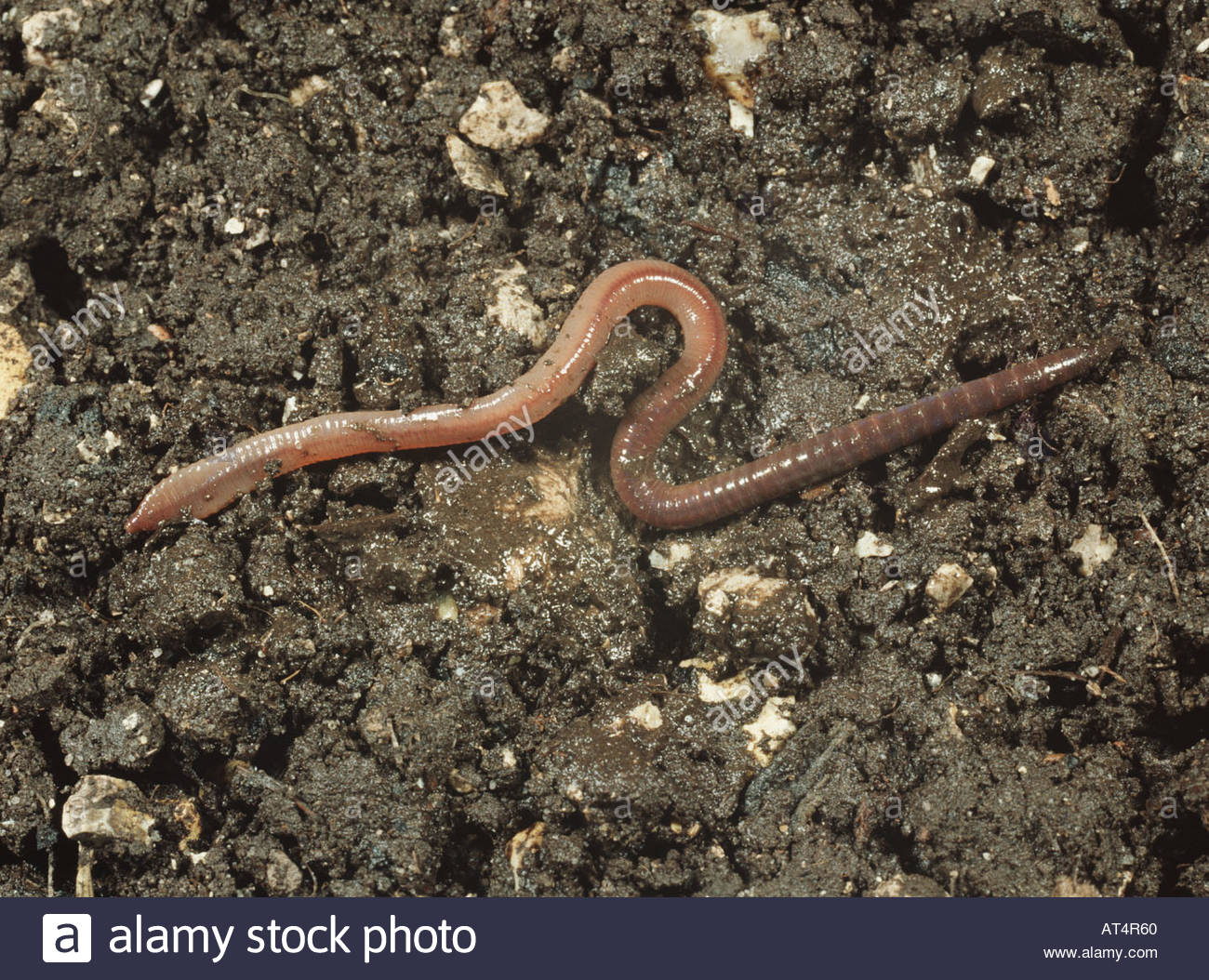 Earthworm Soil Stockfotos & Earthworm Soil Bilder Alamy