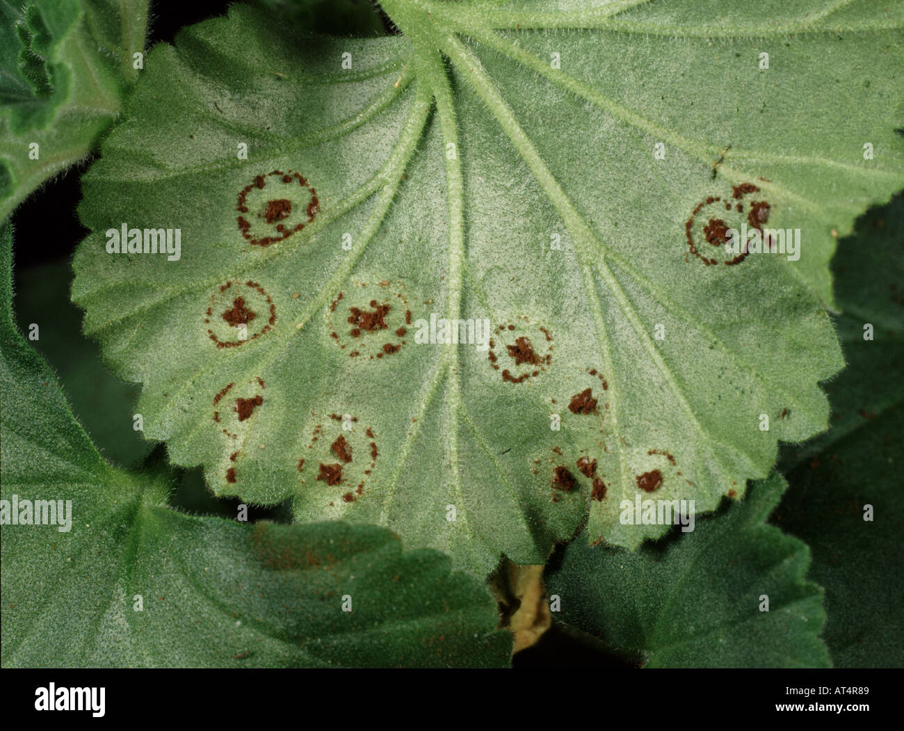 Geranien Rost Puccinia Pelargonii Zonalis Pusteln auf Pelargonium