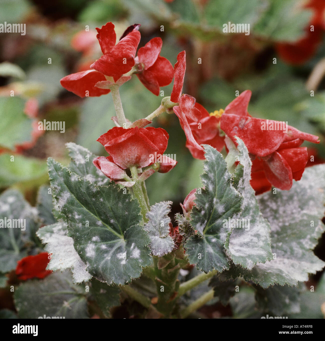 Begonia-Blätter und -Blüten mit Mehltau (Microphaera begoniae) Stockfoto