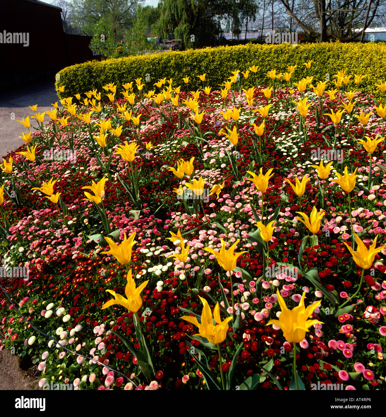 UK Cheshire Chester Zoo Garten in der Nähe von Flamingo Lake im Frühling Stockfoto