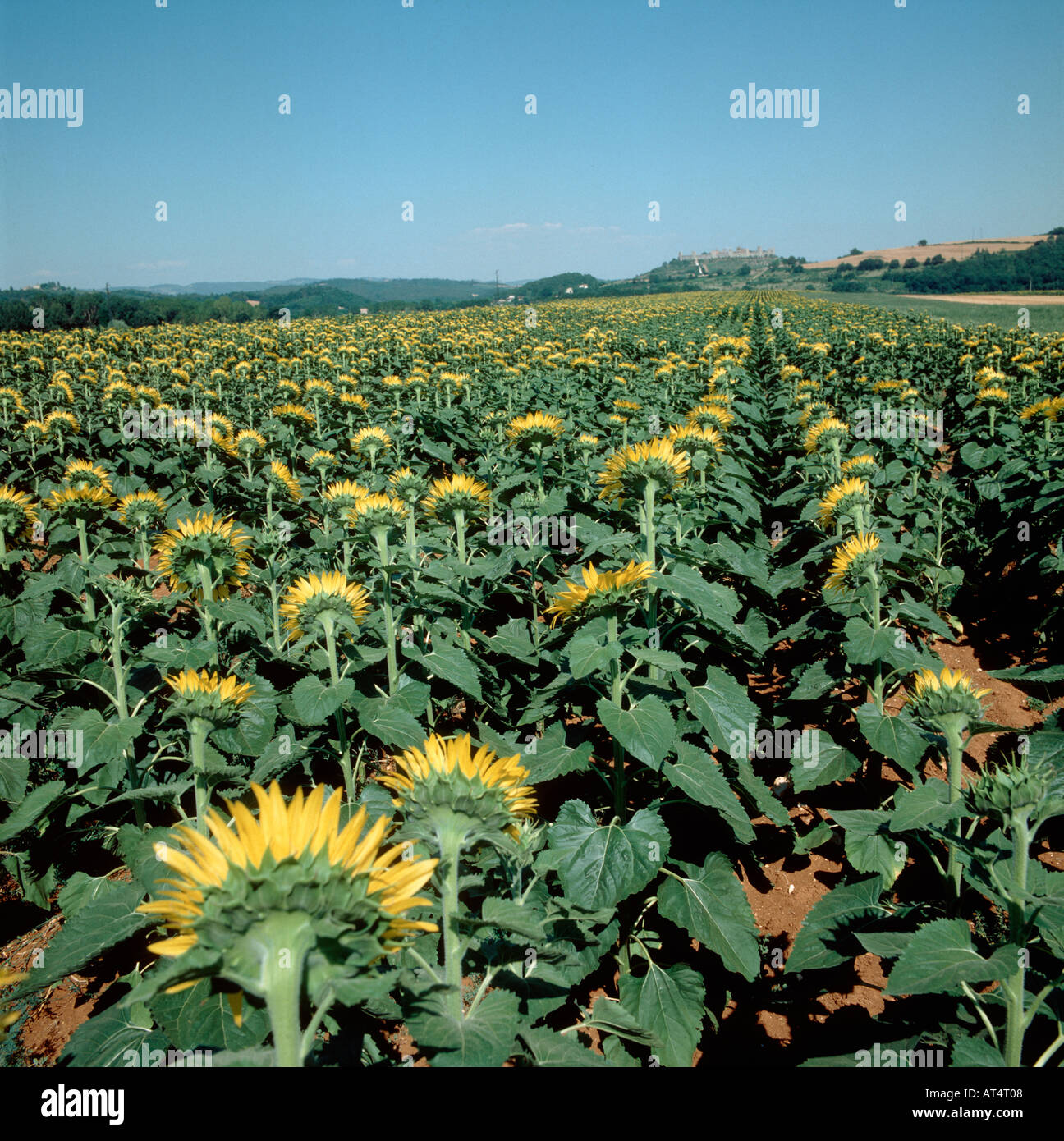 Eine Sonnenblume Ernte mit den Blumen wandte sich von der Kamera Toskana Italien Stockfoto