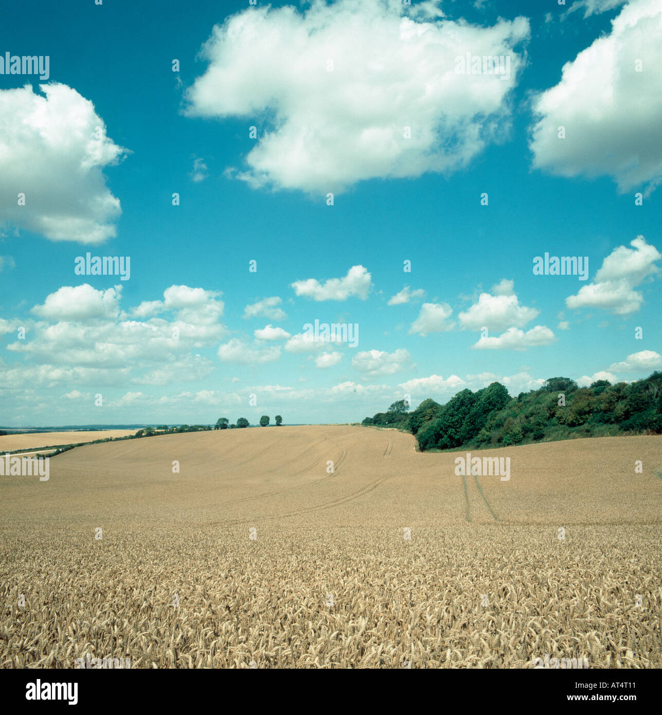 Blick über Reife Downland Weizenernte an einem hellen Sommertag Berkshire Stockfoto