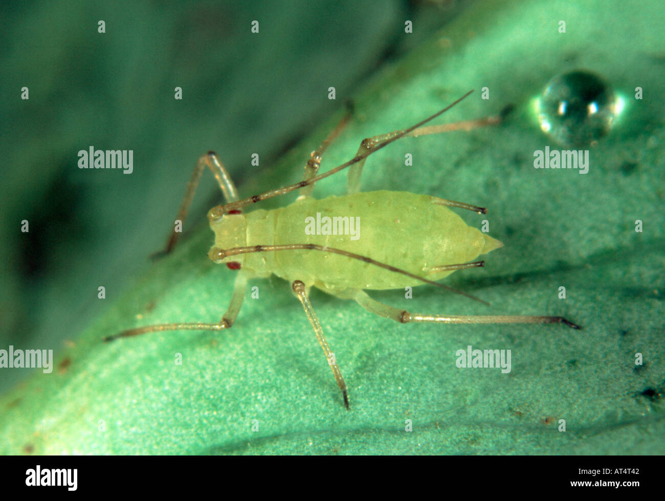 Erbse Blattlaus Acyrthosiphon Pisum Blattlaus auf einem Blatt Erbse Stockfoto