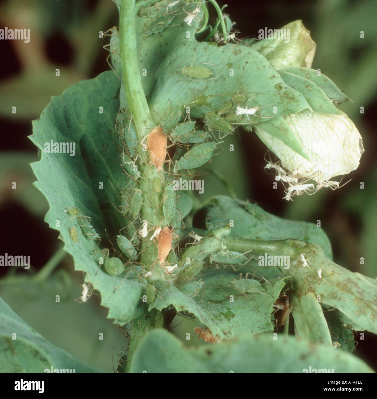 Erbse Blattlaus Acyrthosiphon Pisum Befall mit einigen parasitiert Mumien auf Erbse Stockfoto