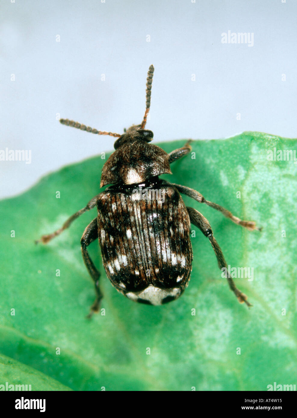 Erbse Samen Käfer Bruchus Pisorum Erwachsenen auf eine Erbse-Blatt Stockfoto