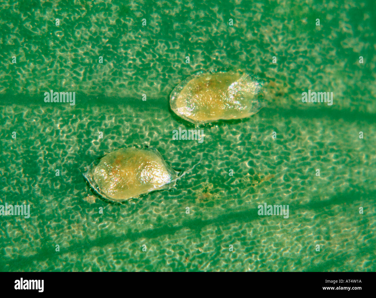 Erbse Motte Cydia Nigricana Eiern neu verlegt und blass in der Farbe Stockfoto