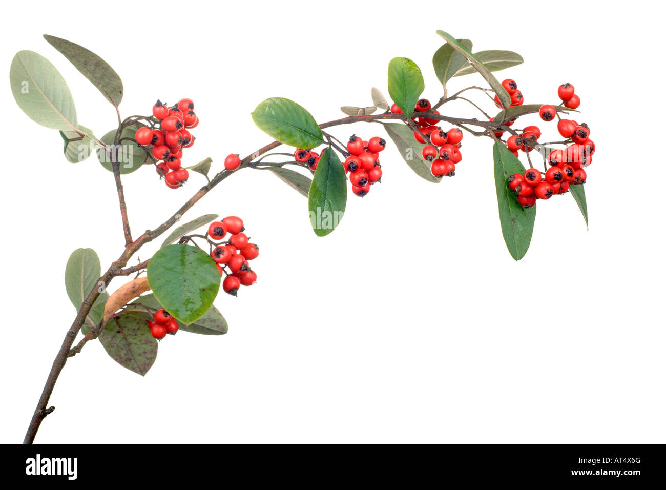 Zwergmispel Zweig mit Beeren, isoliert auf weiss Stockfoto