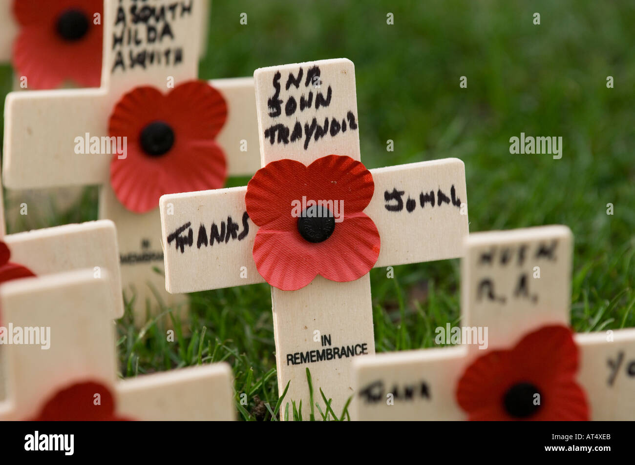 Weißes Kreuz und roter Mohn am Volkstrauertag Stockfoto