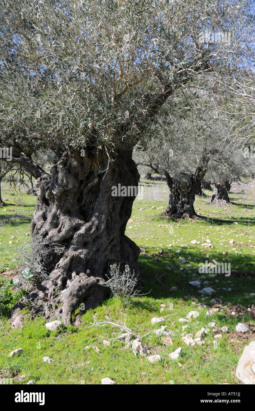 Ancient Olive Tree in Lower Galilee Stockfoto