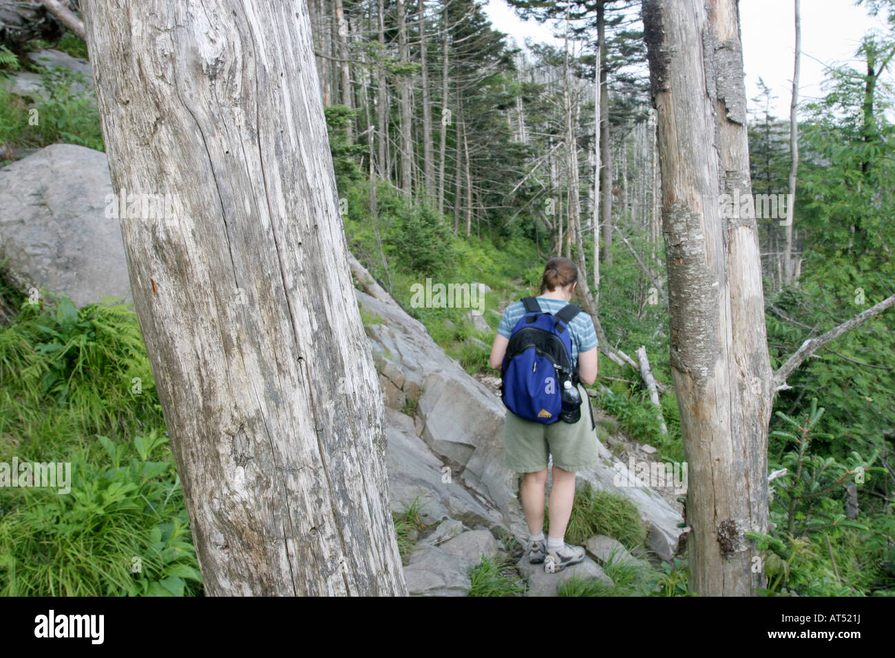 tote Bäume Great Smoky Mountains Käfer Schäden Stockfoto