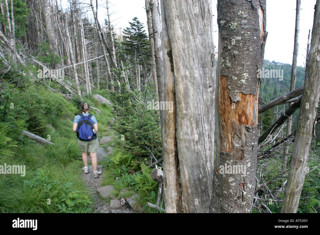 tote Bäume Great Smoky Mountains Käfer Schäden Stockfoto
