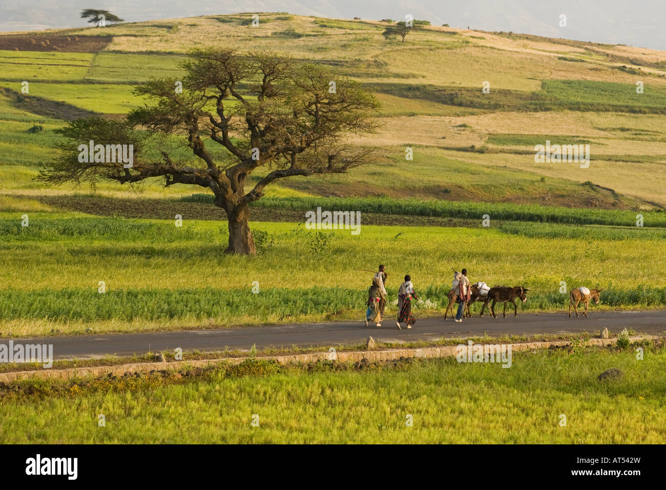 Markt in der Nähe von Lalibela, Äthiopien Stockfoto