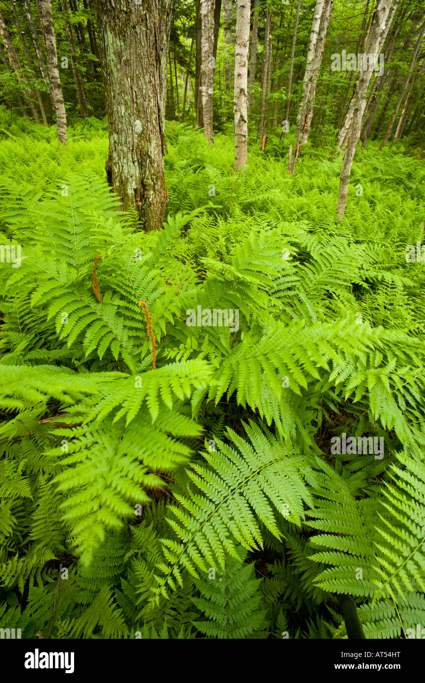 Strauß Farne und Laubwald in Eden, Vermont.  Grüne Berge. Stockfoto