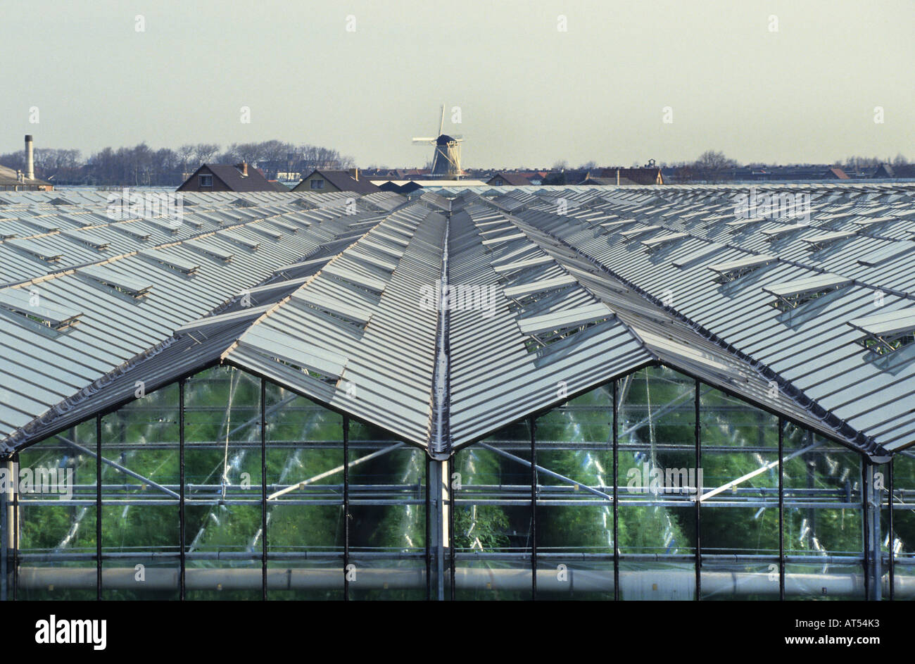 Westland Gewächshaus Treibhaus Glas Gemüse Westland grün Stockfoto