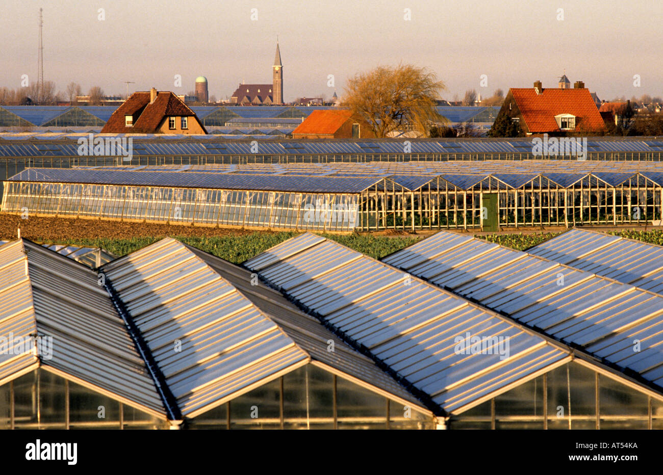 Industrie Gewachshaus 500 Qm
