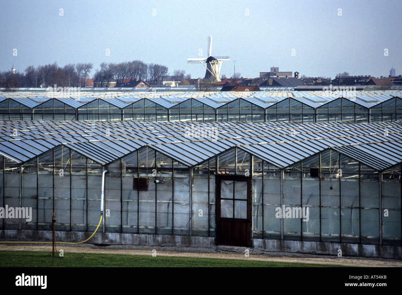 Niederlande Westland Gewächshaus Treibhaus grün Stockfoto