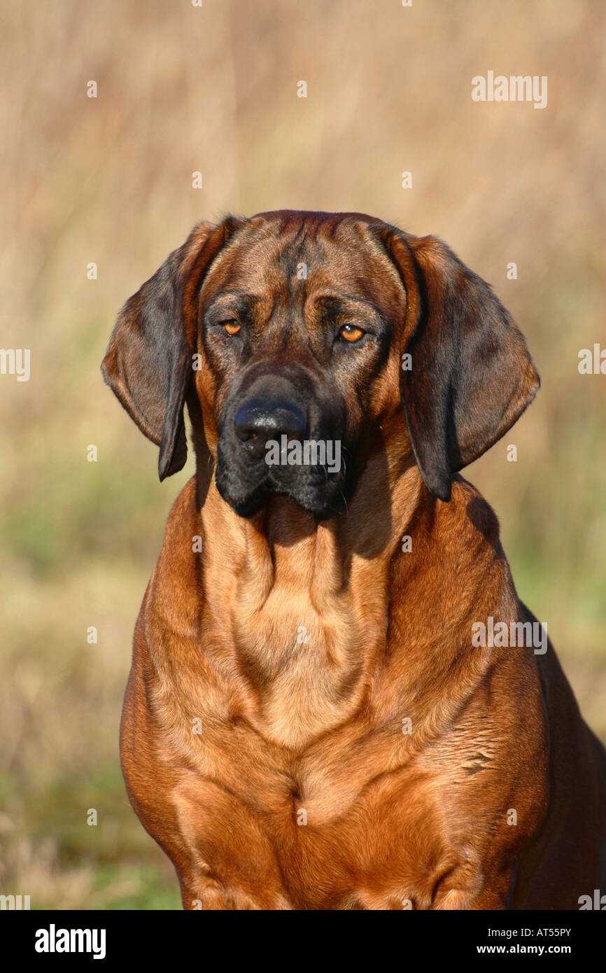 Hannoveraner Ogar Stockfoto