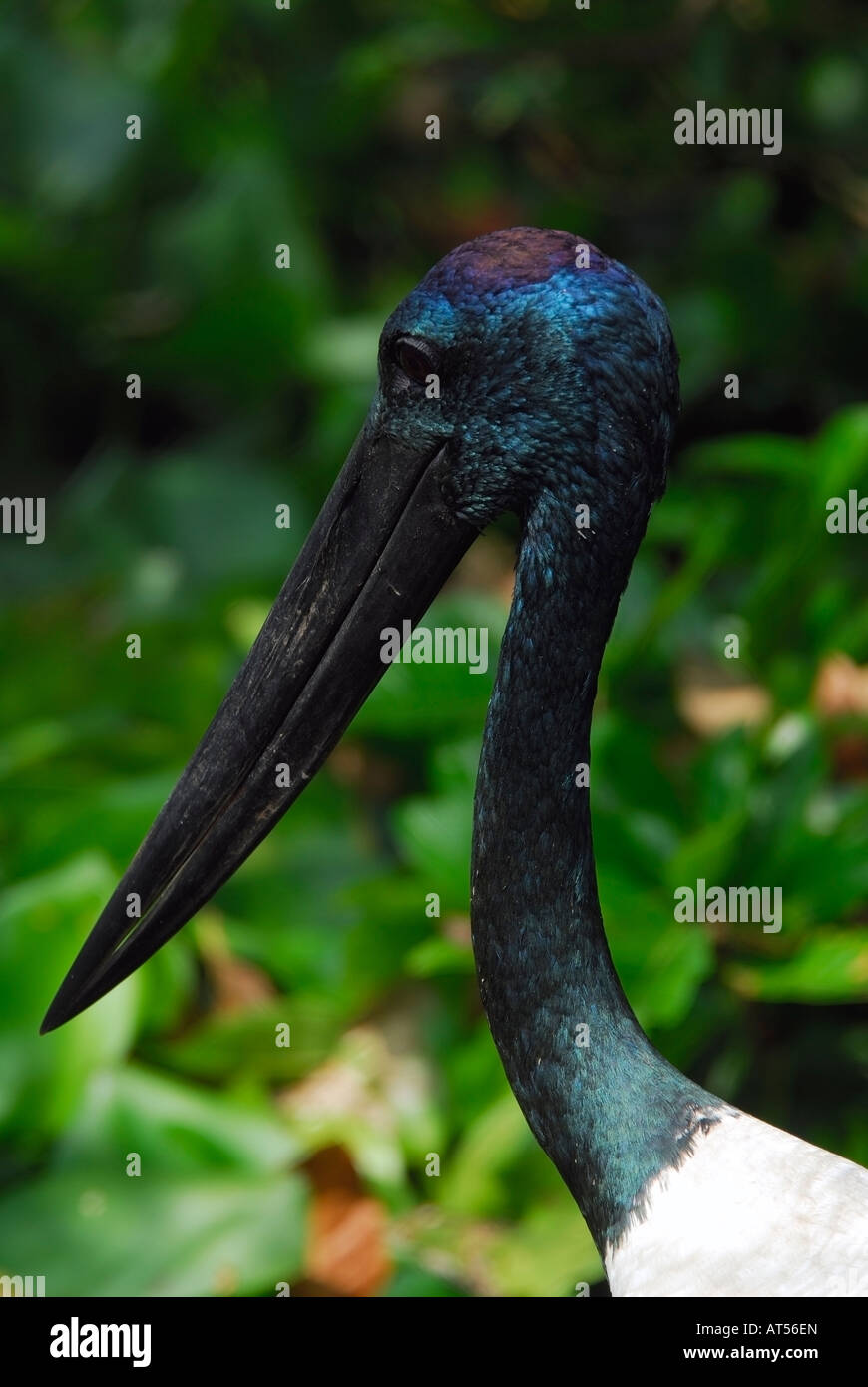 Schwarz-necked Storch Closeup, Kambodscha Stockfoto