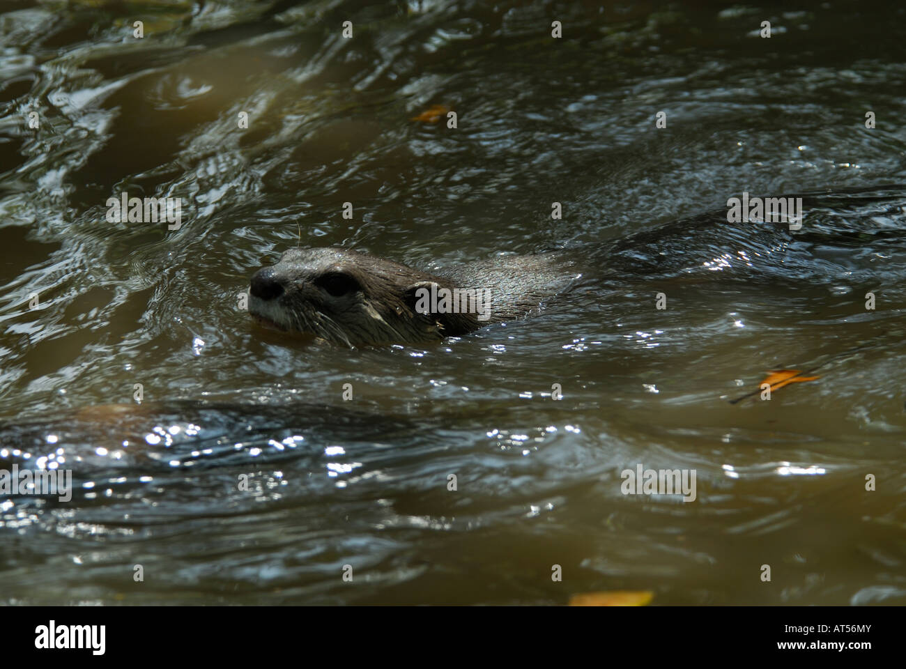 Glatt beschichtet Otter, Kambodscha Stockfoto