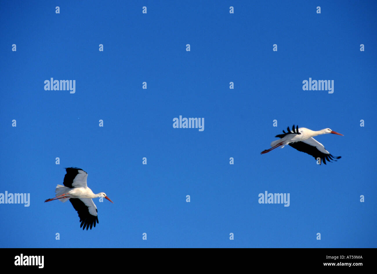 Storch Störche Vogel Vögel Niederlande Holland Niederlande Friesland Fryslan Stockfoto