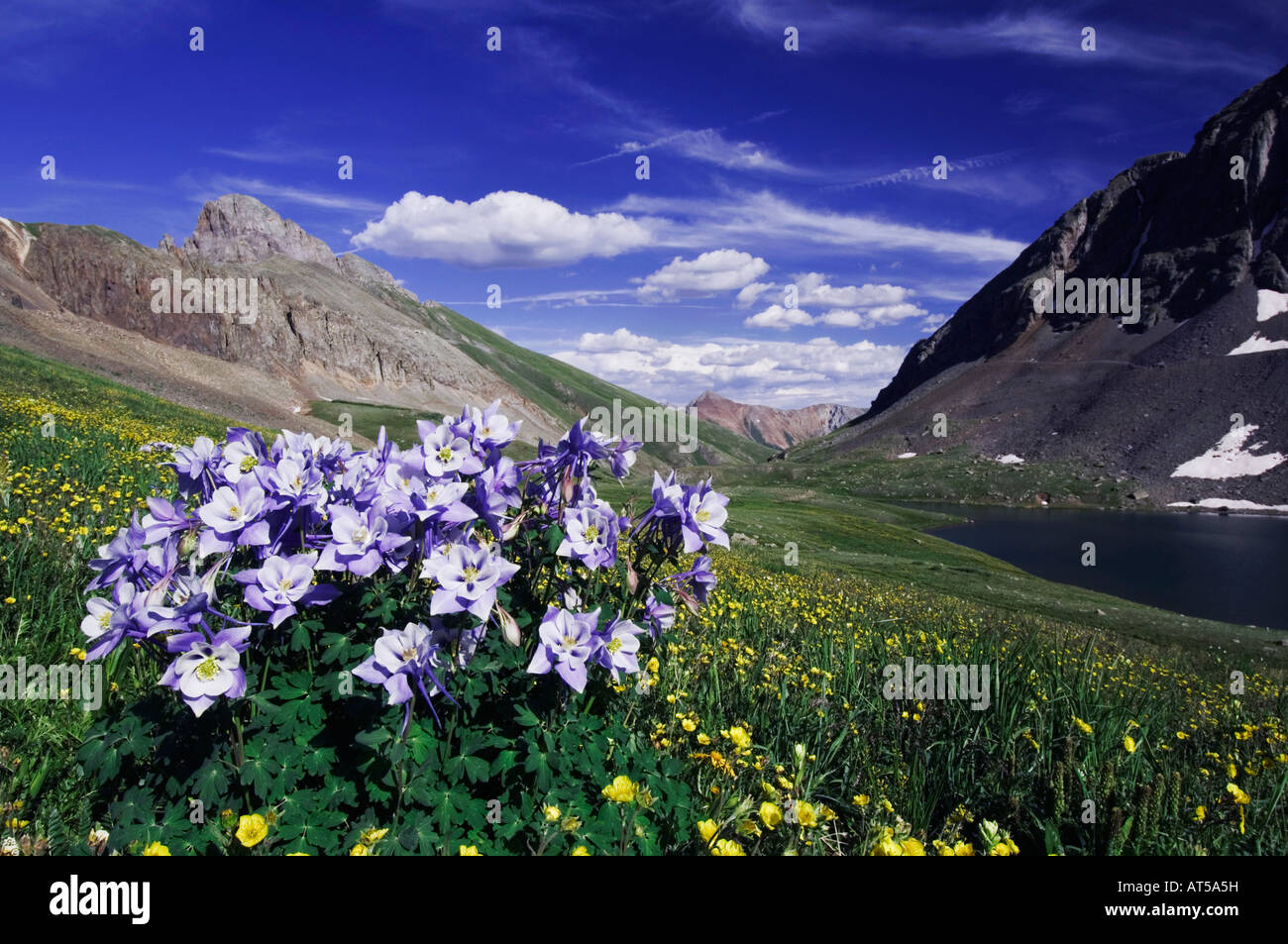 Clear Lake und Wildblumen in Almwiese blau Columbine Alpine Avens Ouray San Juan Mountains Rocky Mountains Colorado USA Stockfoto