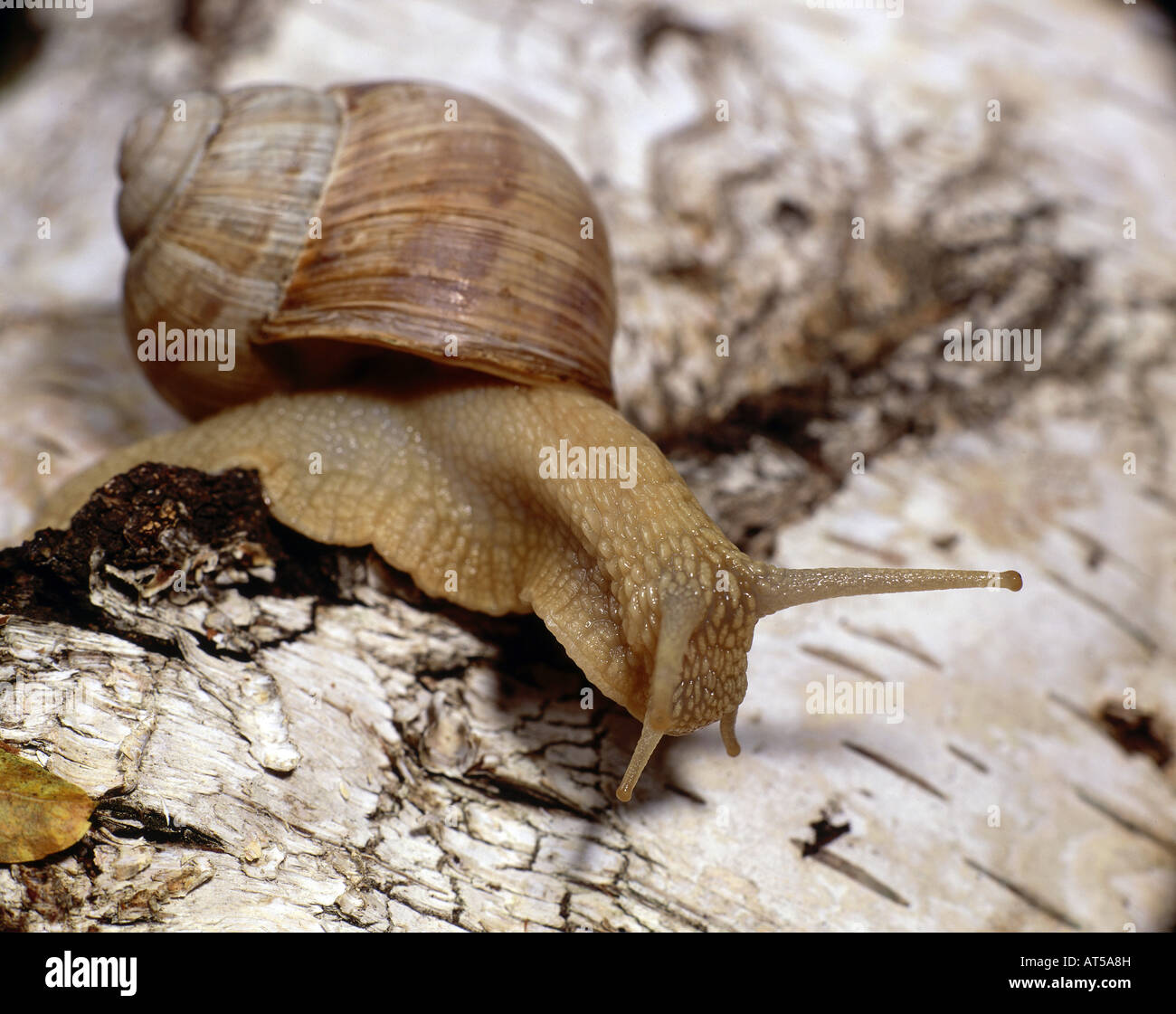 Zoologie/Tiere, Weichtiere, Helicidae, Grapevine snail (Helix pomatia), über die Niederlassung, Verbreitung: Europa - Additional-Rights Clearance-Info - Not-Available Stockfoto