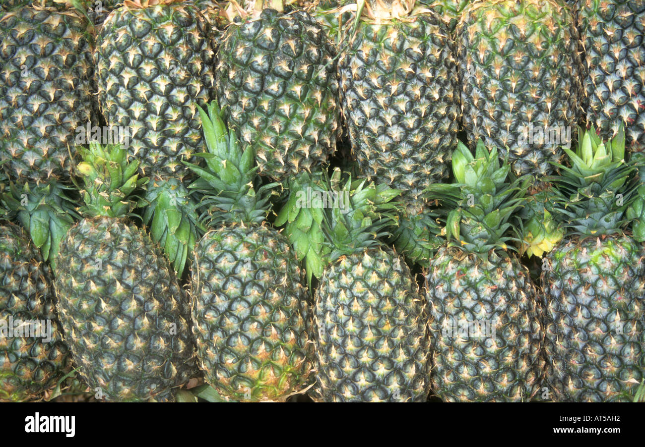 Anzeige der Ananas aufgereiht für Verkauf Stockfoto