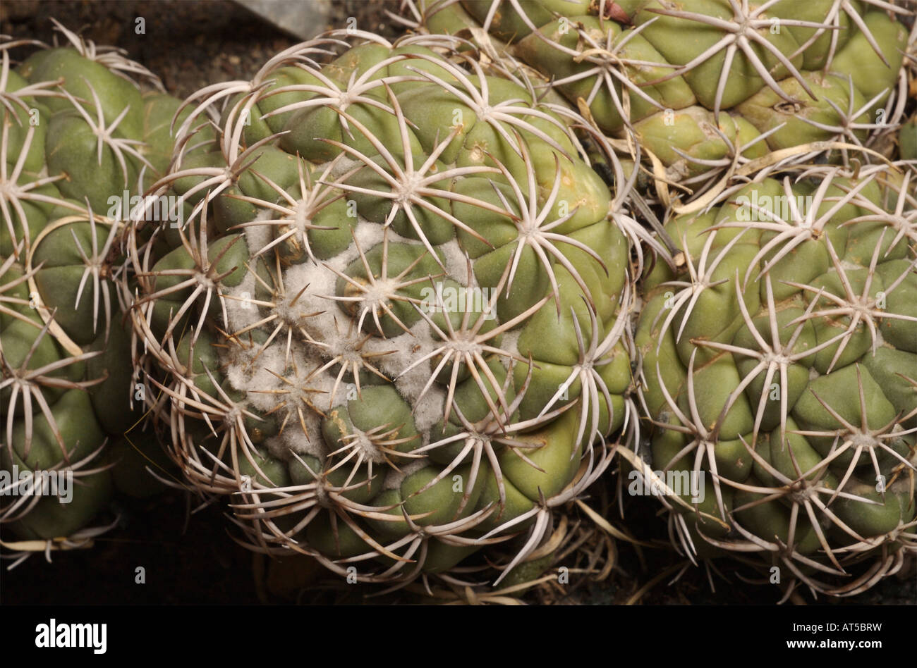 Eine sphärische Kaktus mit großen Knötchen. Kahl-sp Stockfoto